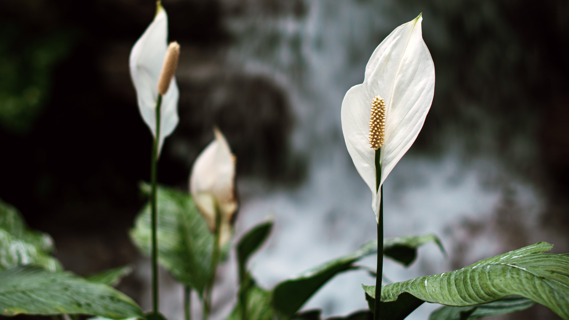 Белые цветы антуриум с зелеными листьями