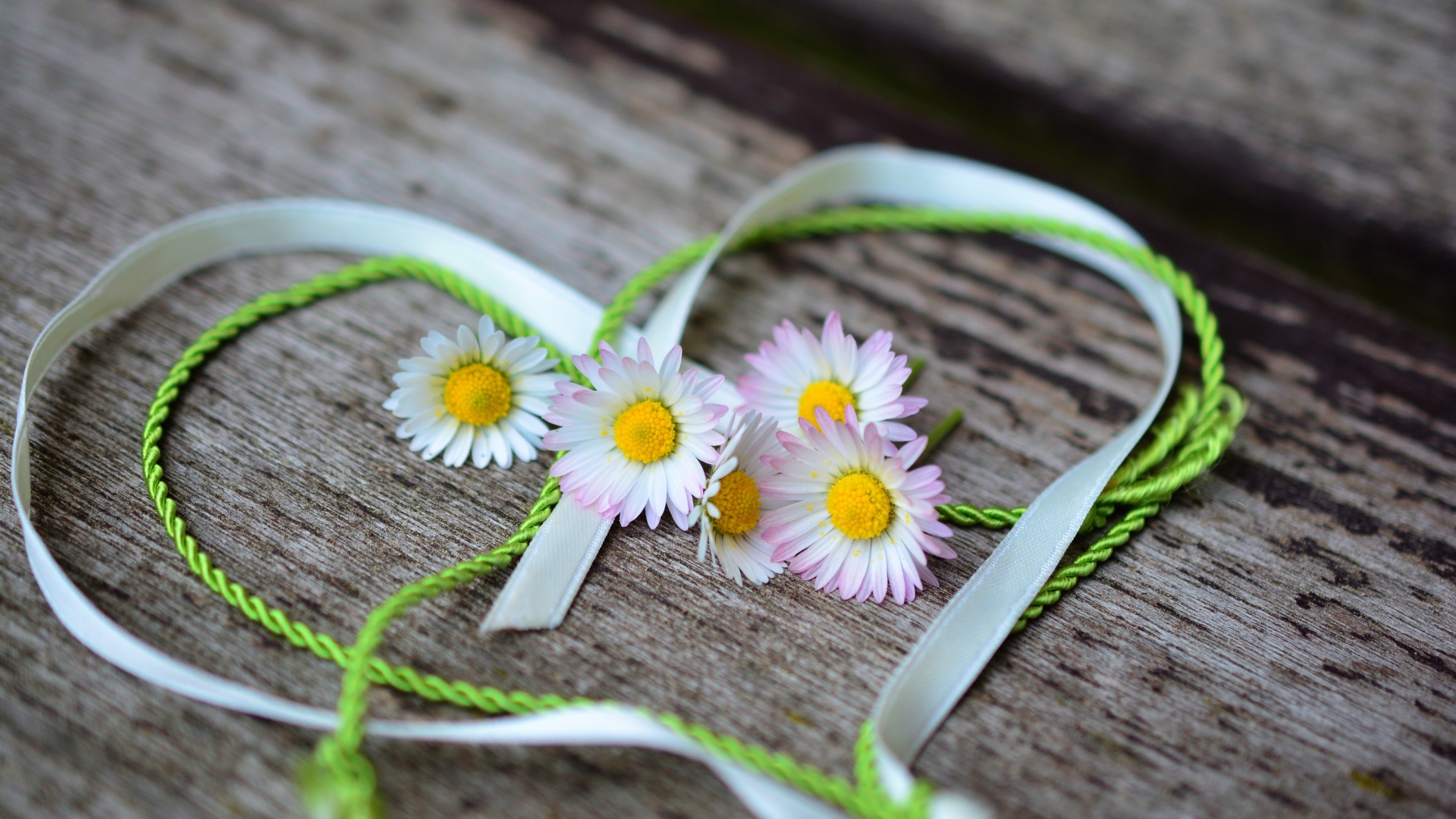 Белые маргаритки лежат на деревянной лавке с сердцем из ленты
