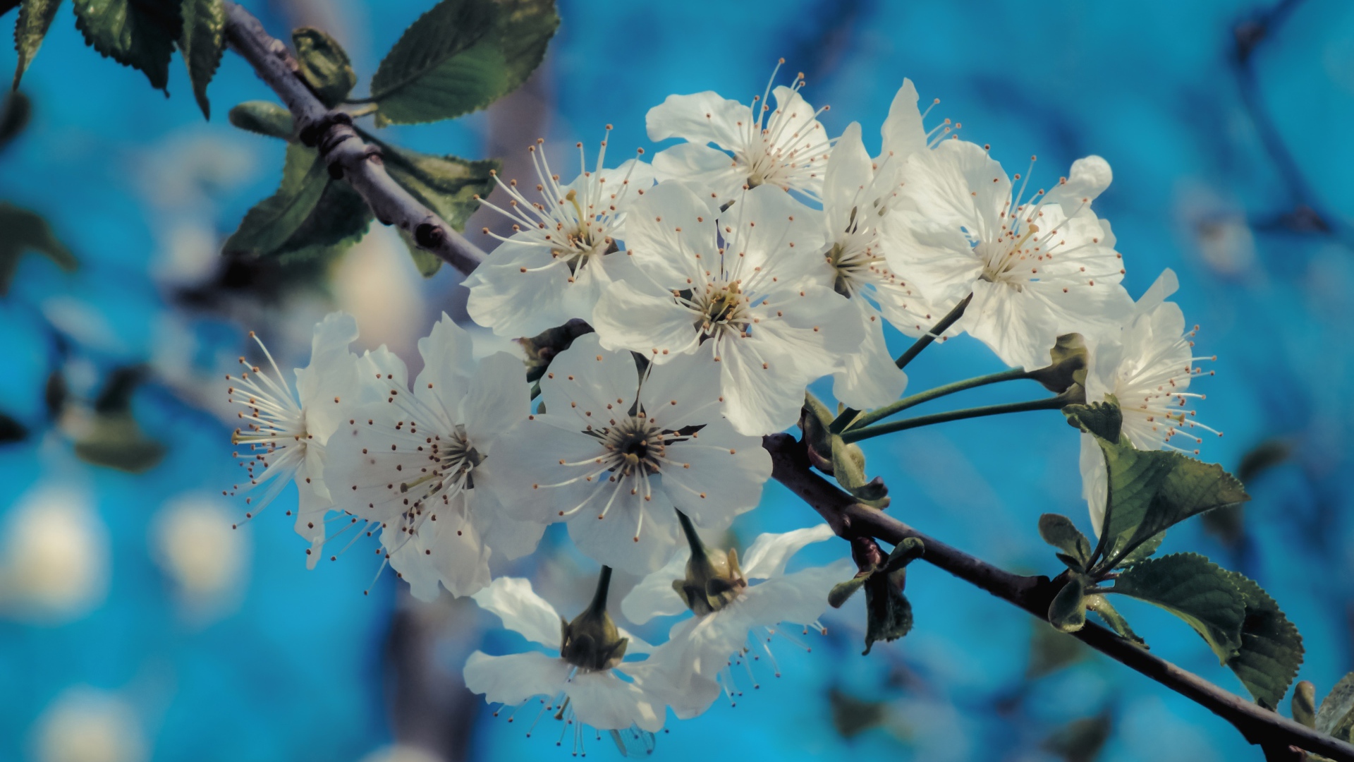 Белые цветы на ветке с зелеными листьями под голубым небом