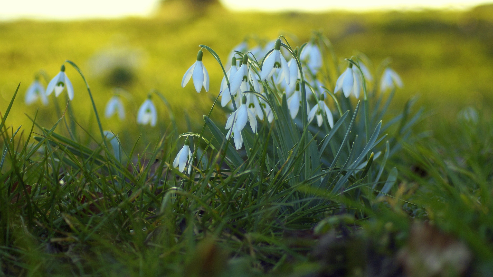 Белые подснежники на поляне на зеленой траве