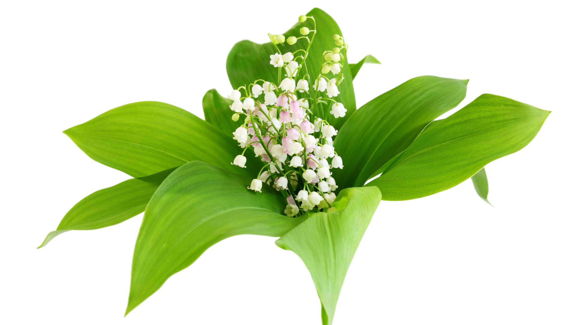 Белые нежные ландыши в зеленых листьях на белом фоне