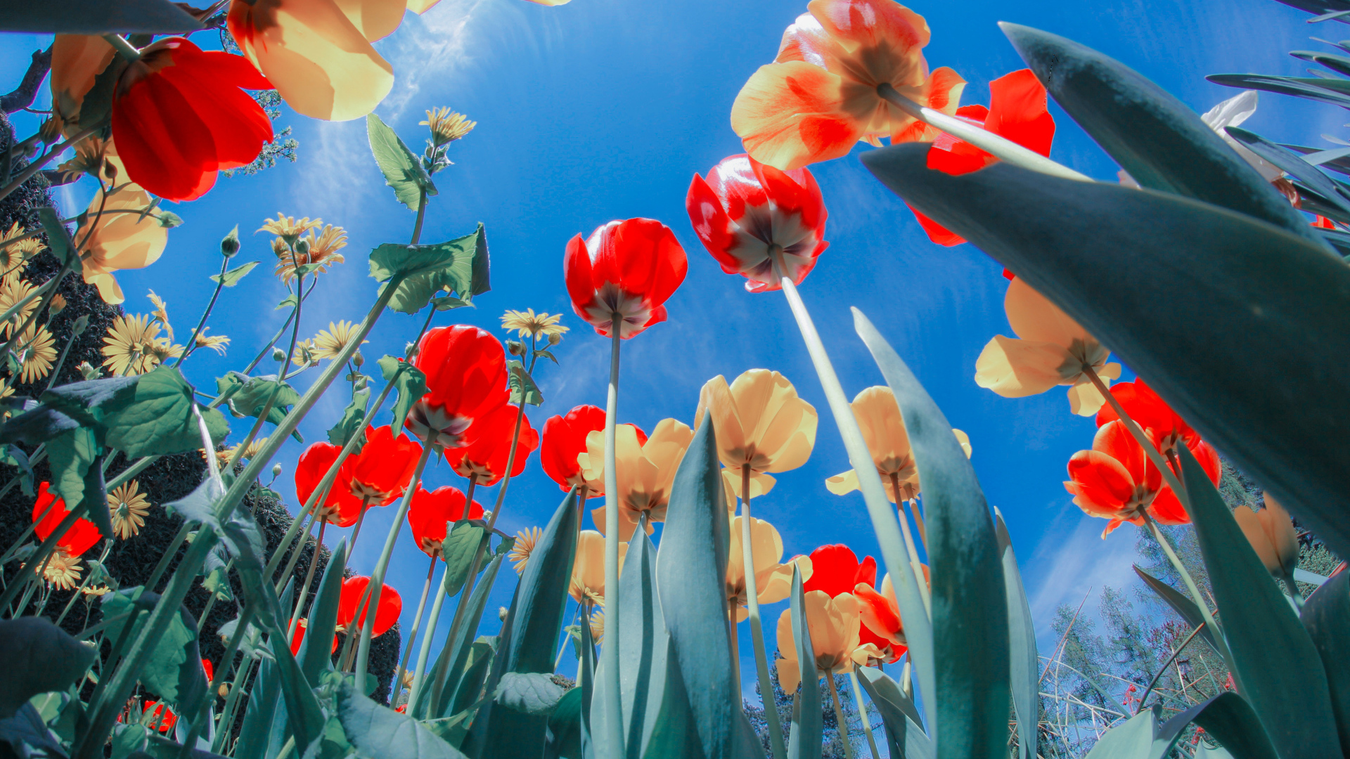 Желтые и красные тюльпаны на клумбе под голубым небом