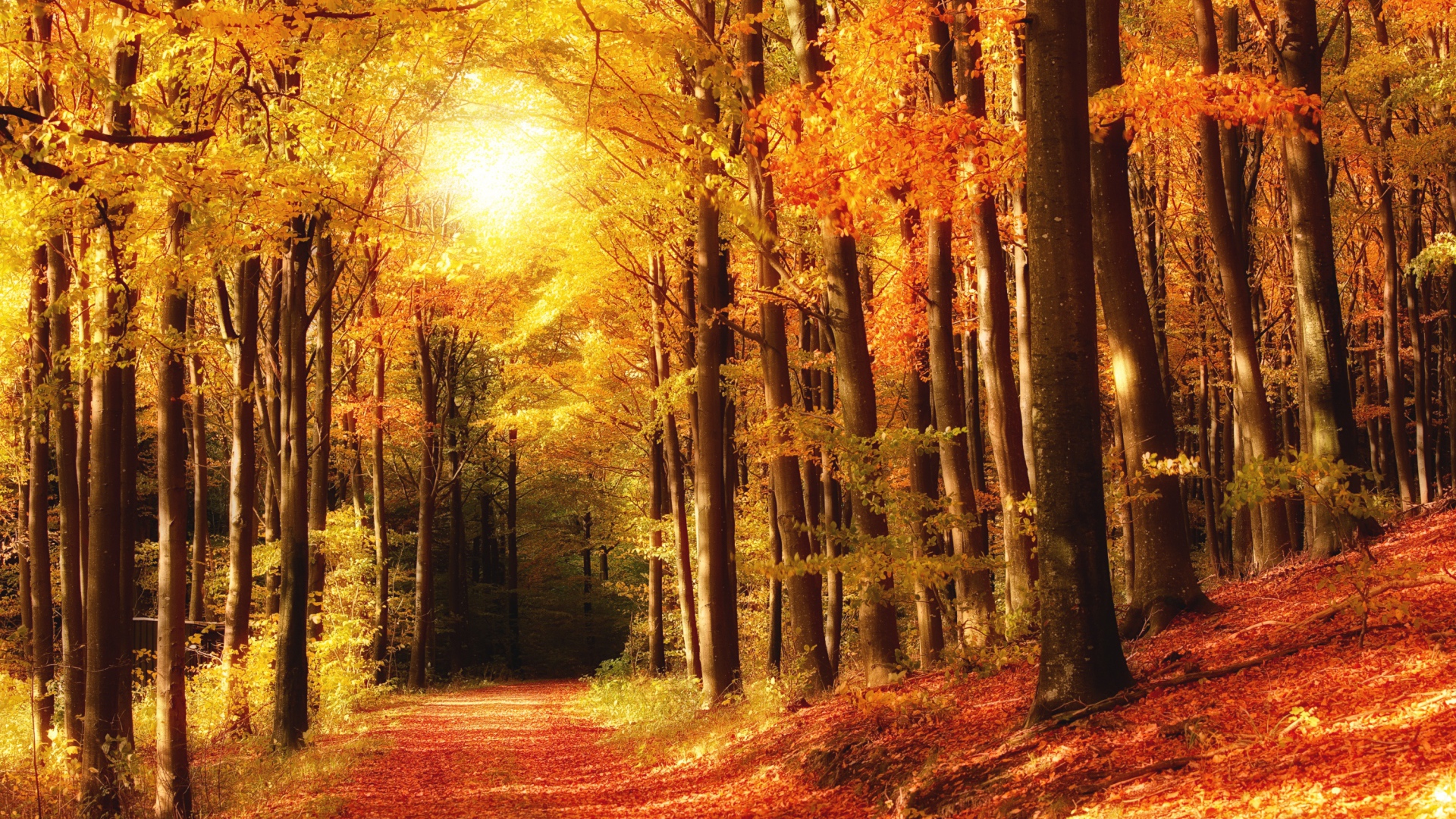 Яркий осенний лес в лучах солнца