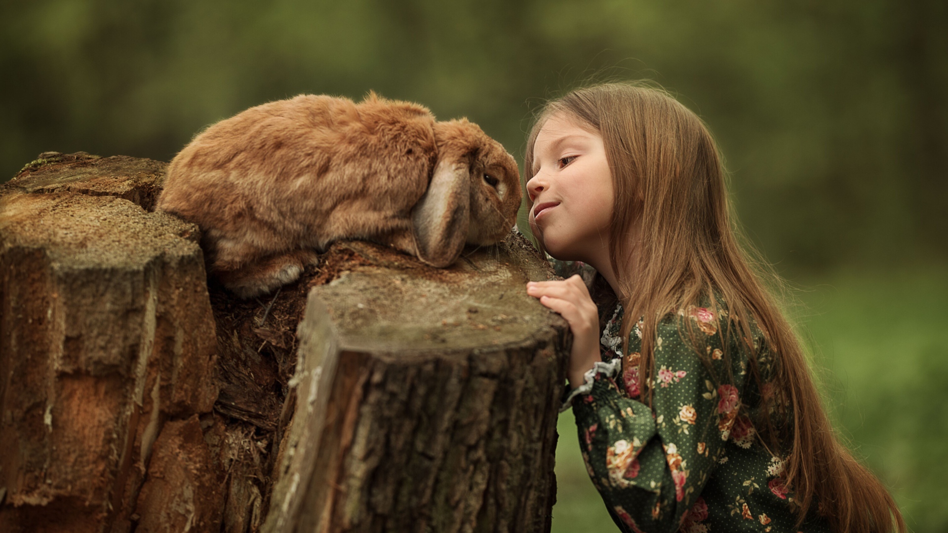 Маленькая девочка смотрит на декоративного кролика