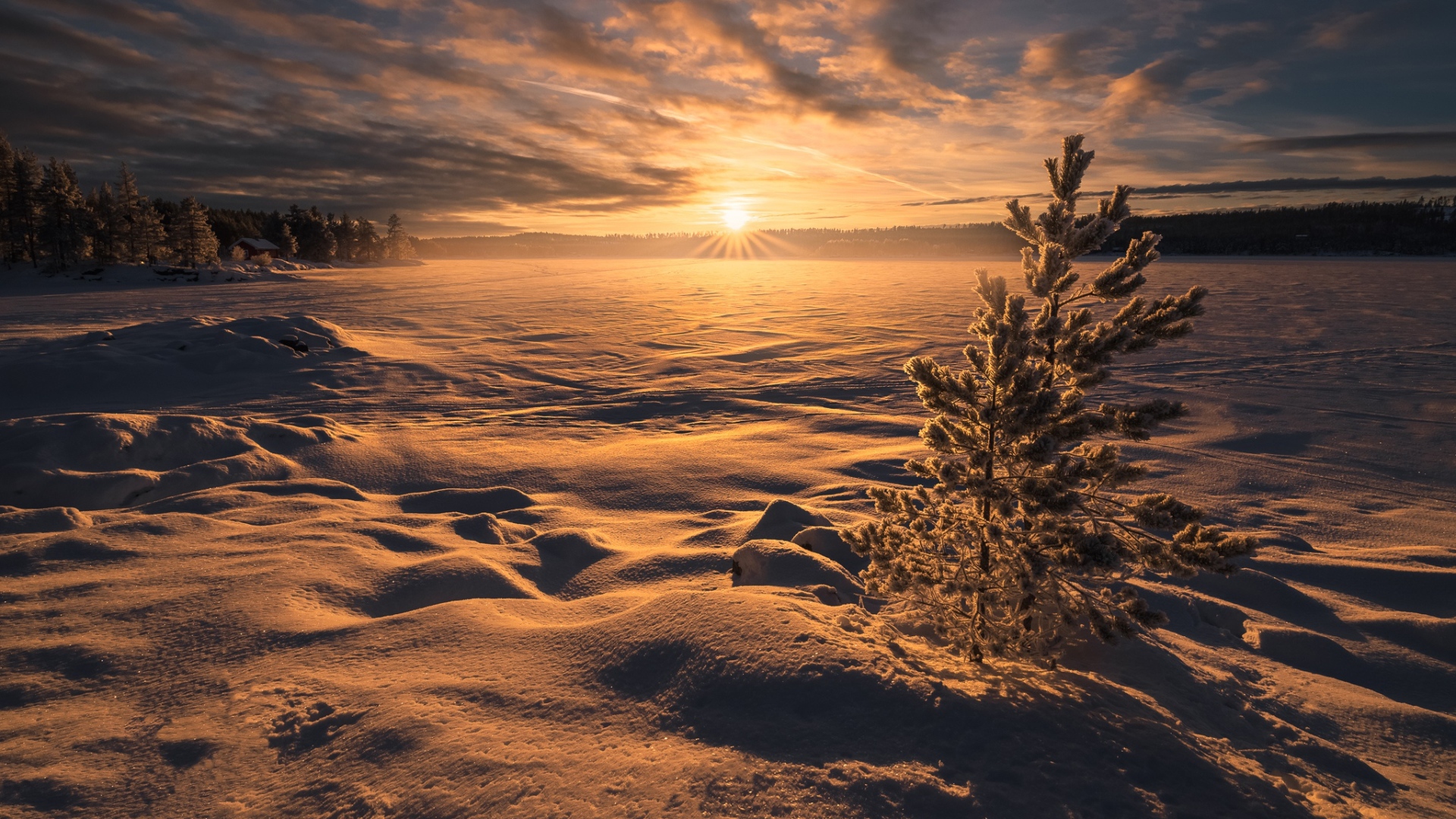 Заснеженное поле с елью на рассвете зимой 