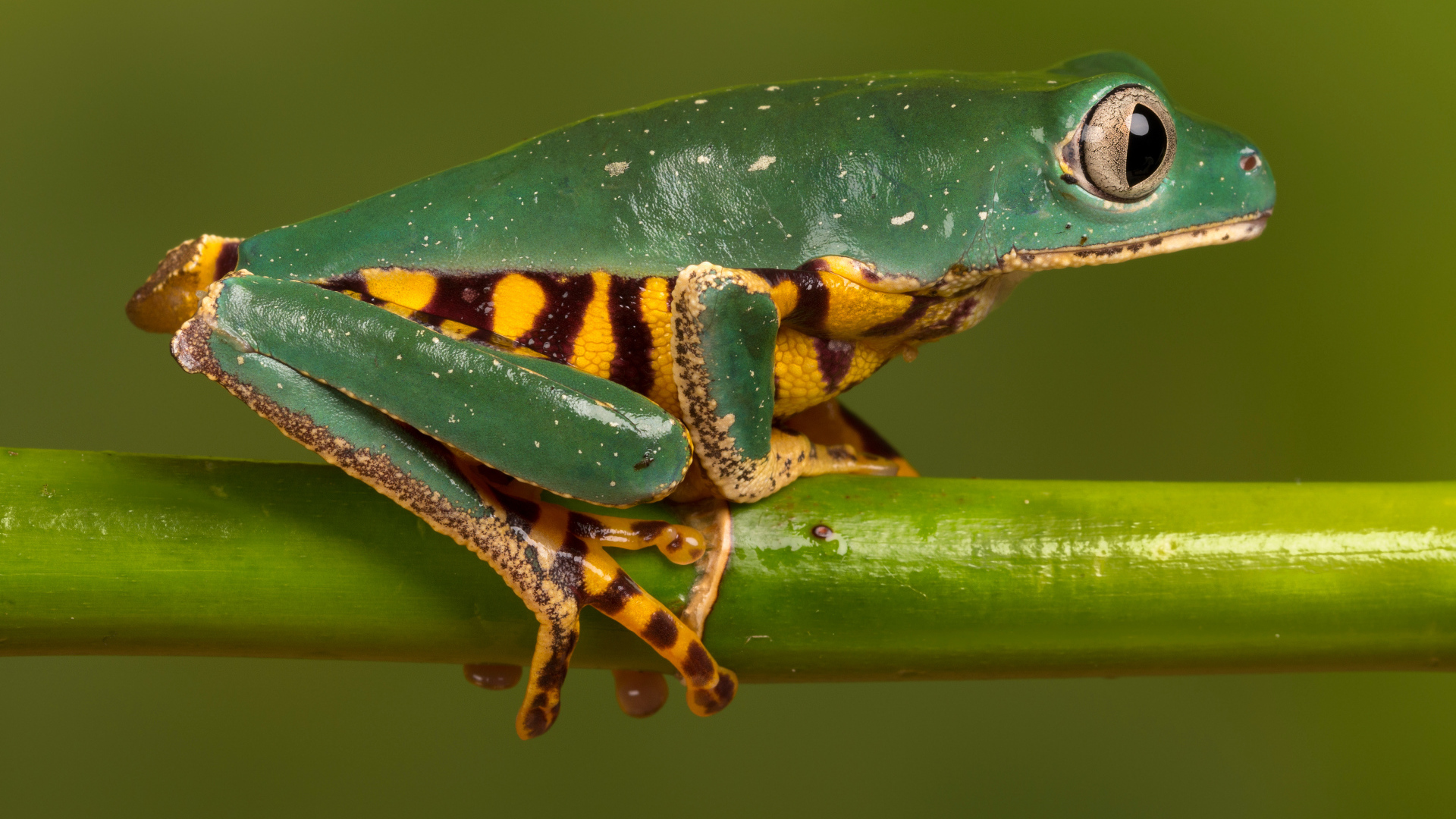 A green frog with a yellow belly sits on a green branch