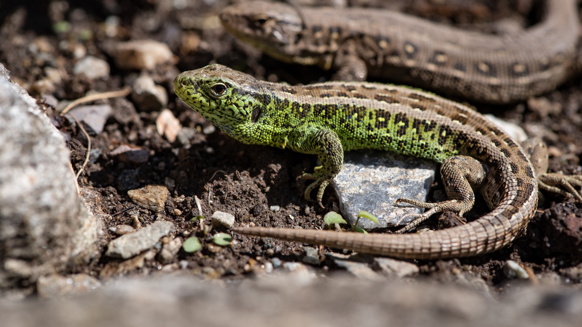 Две ящерицы на земле  