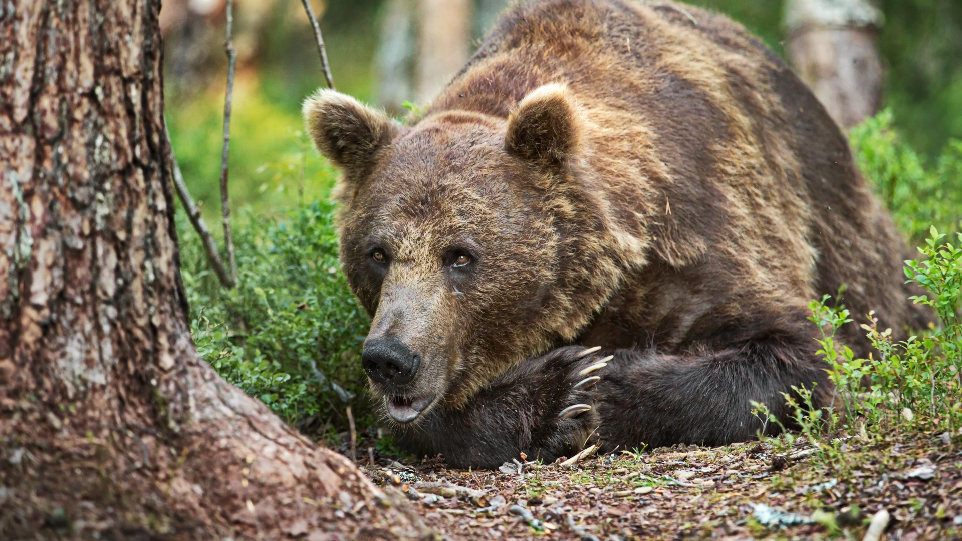 Большой бурый медведь лежит на траве в лесу
