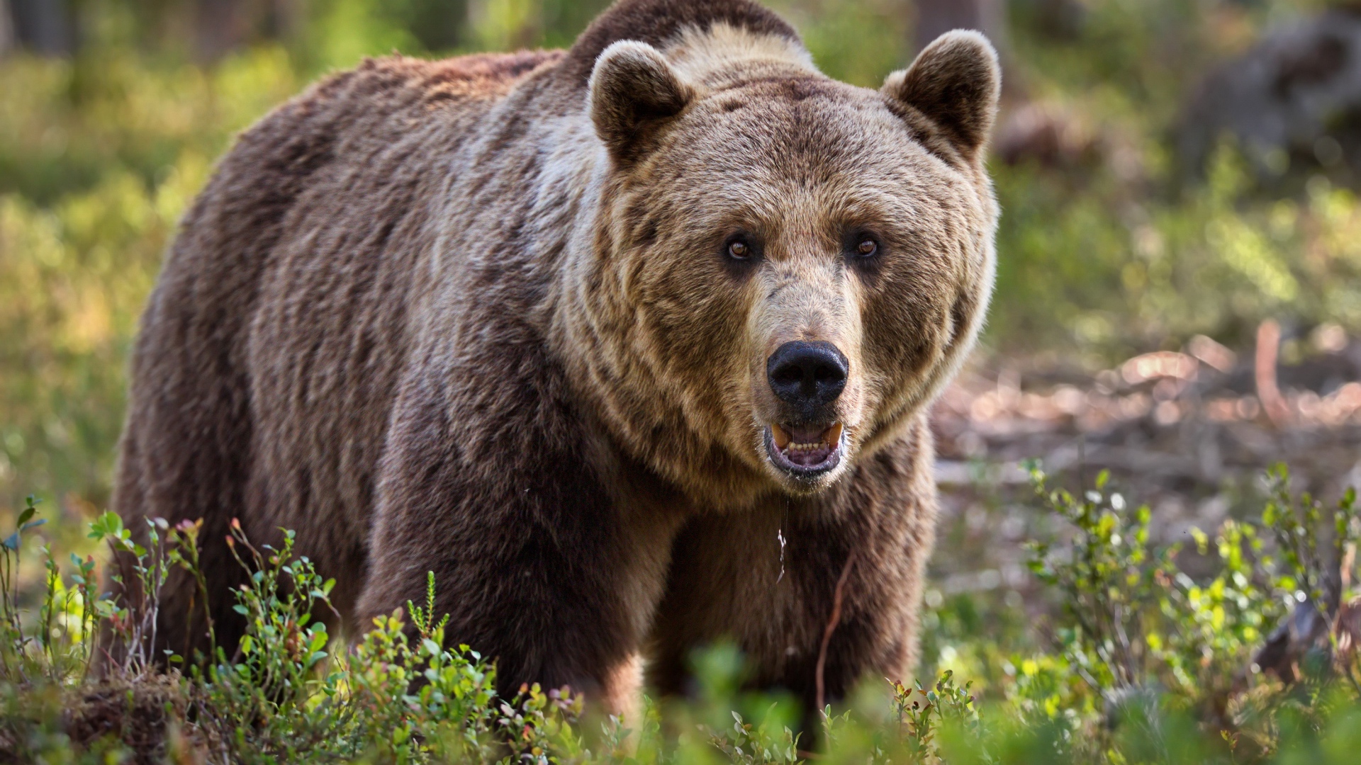 Большой грозный бурый медведь идет по траве
