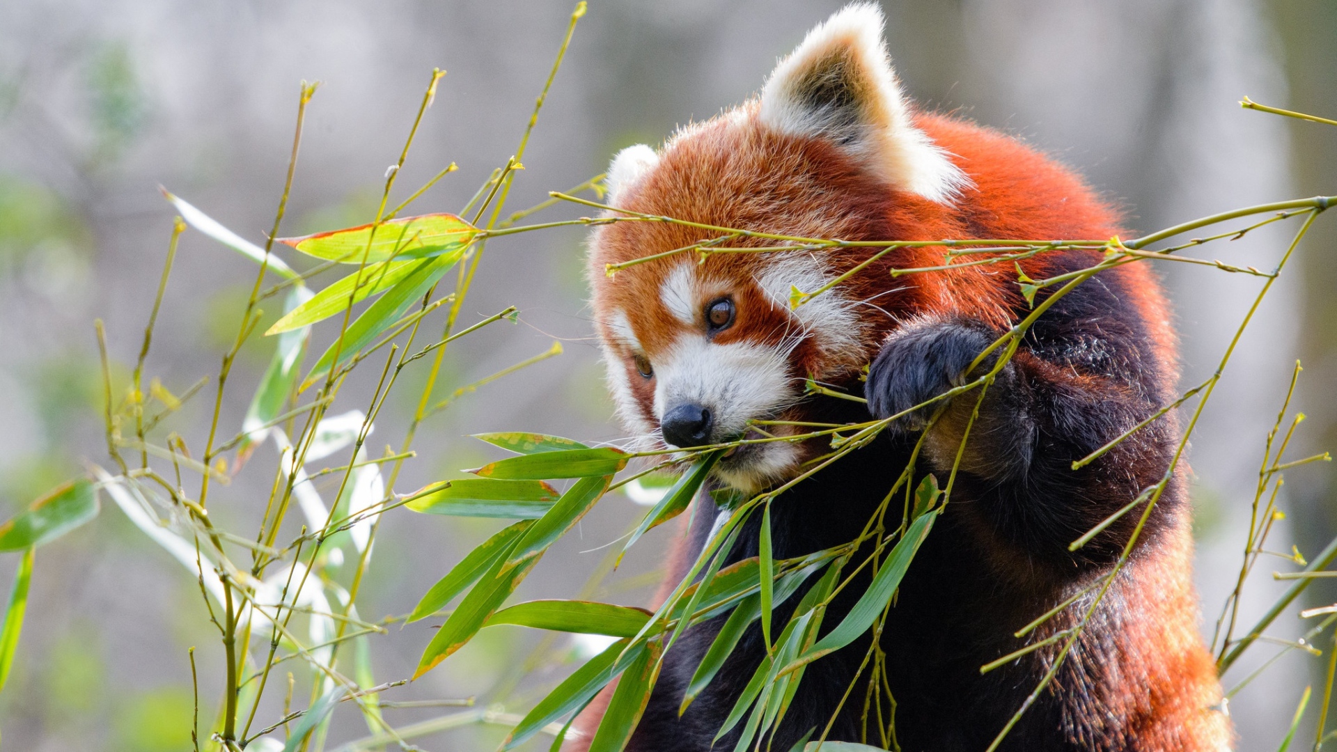 Малая панда грызет зеленые ветки бамбука