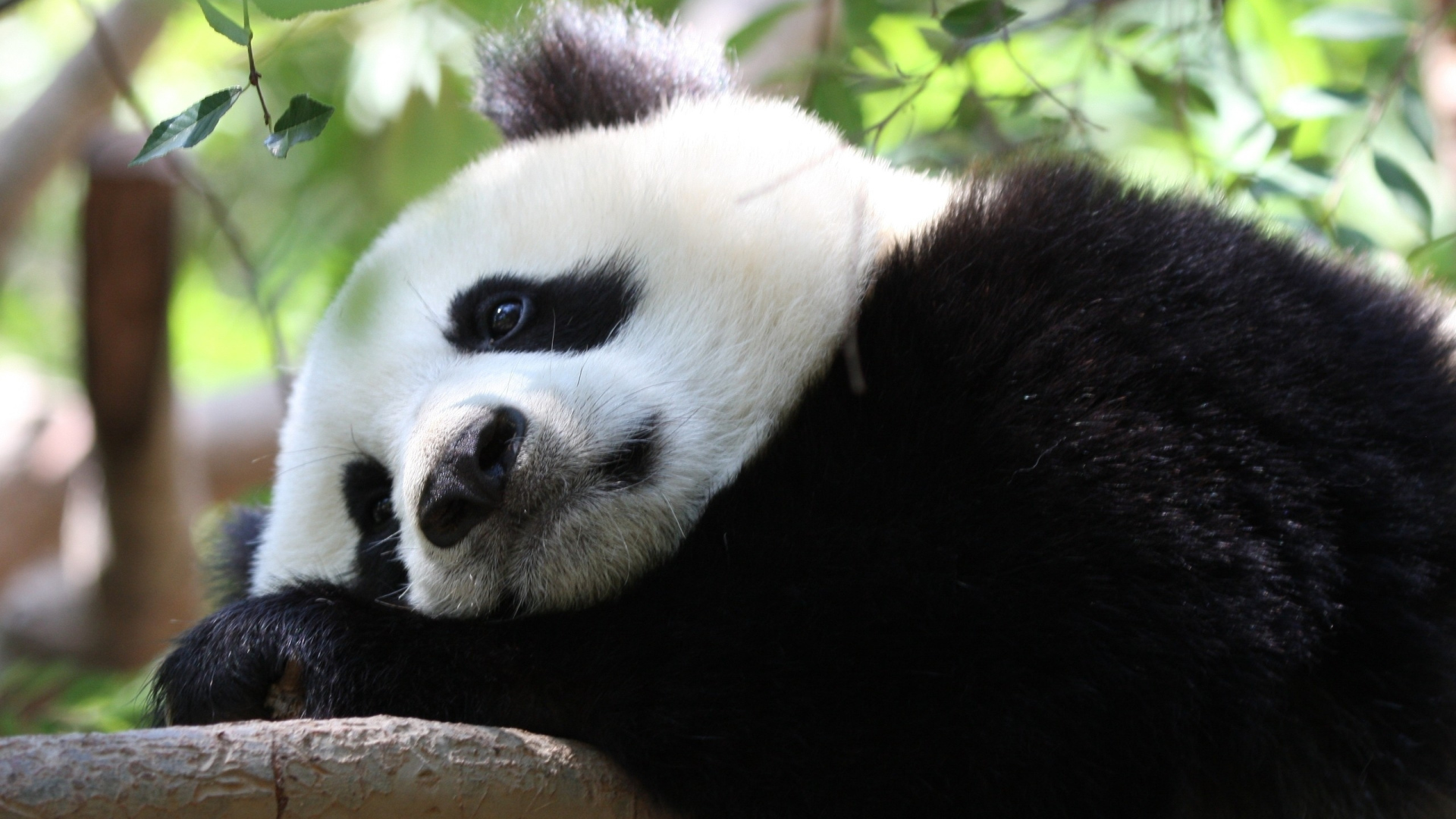 Sad big panda lies on a tree