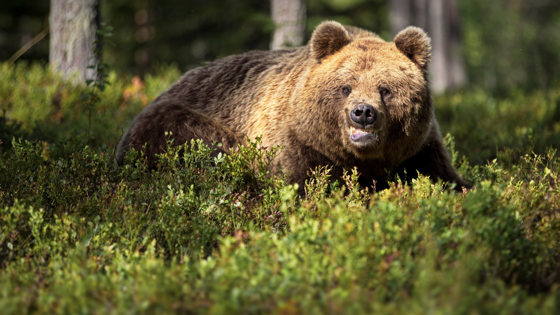 Грозный бурый медведь в зарослях в лесу