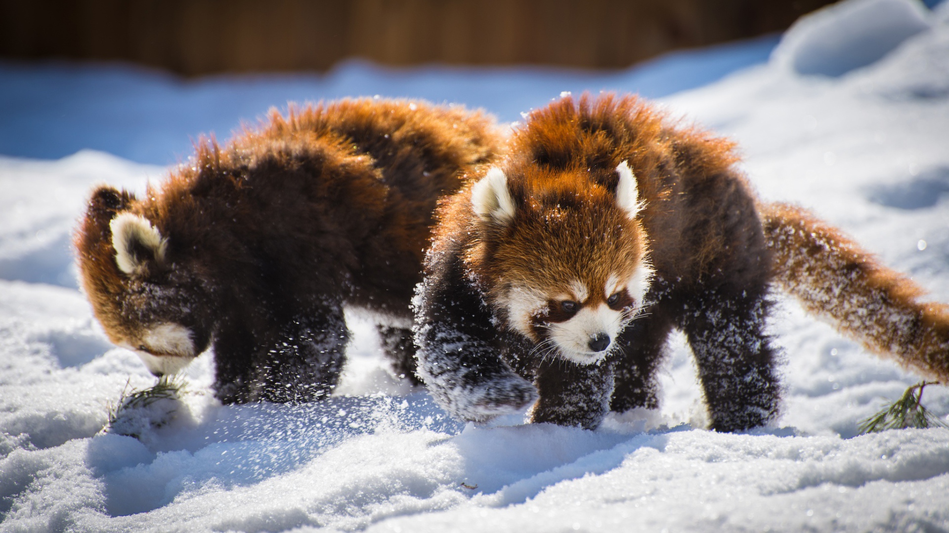 Two funny red pandas playing in the snow