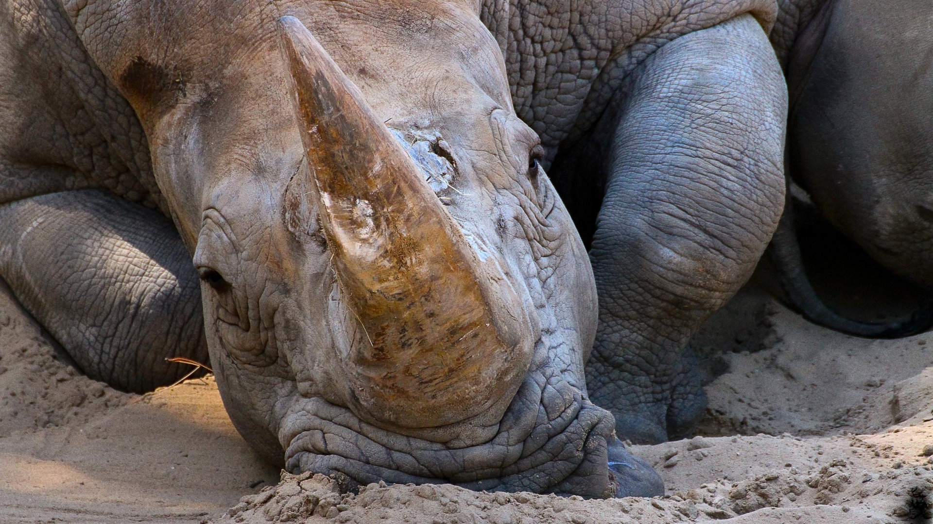 Большой носорог лежит на песке