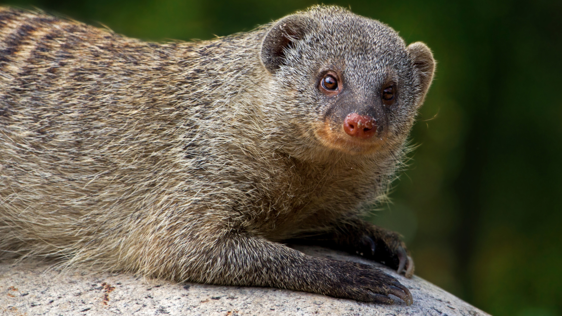 Серый мангуст лежит на камне 