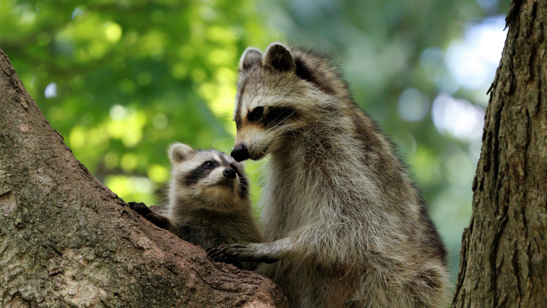 Мама енот с ребенком сидят на дереве