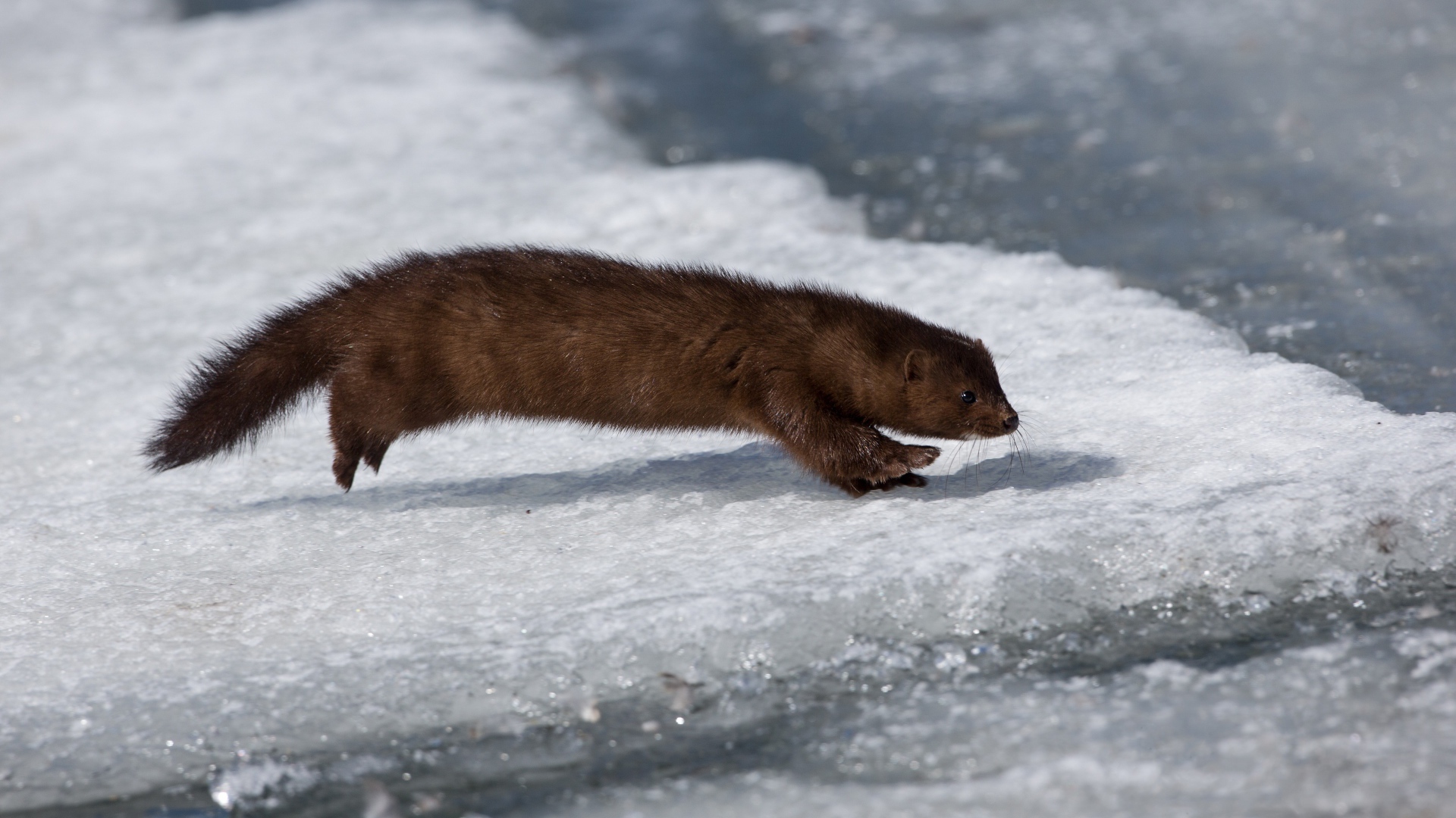 Хищная куница охотится на льду 