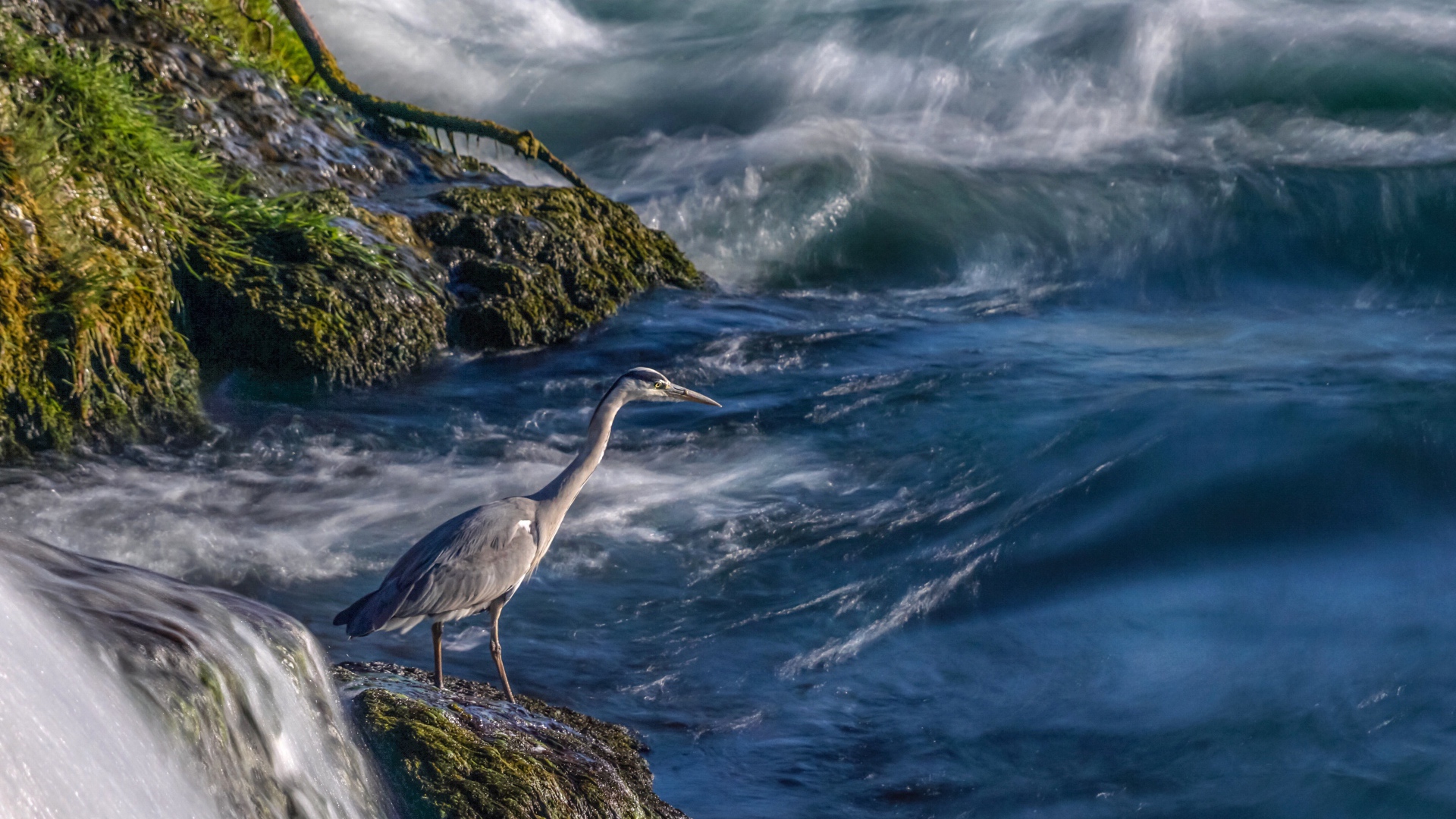 A gray heron stands on a stone by the sea
