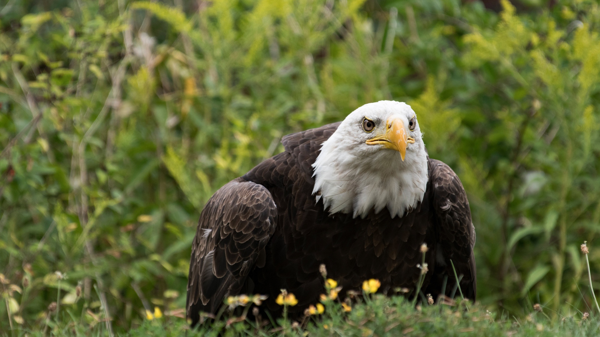 Большой хищный белоголовый орлан сидит в траве
