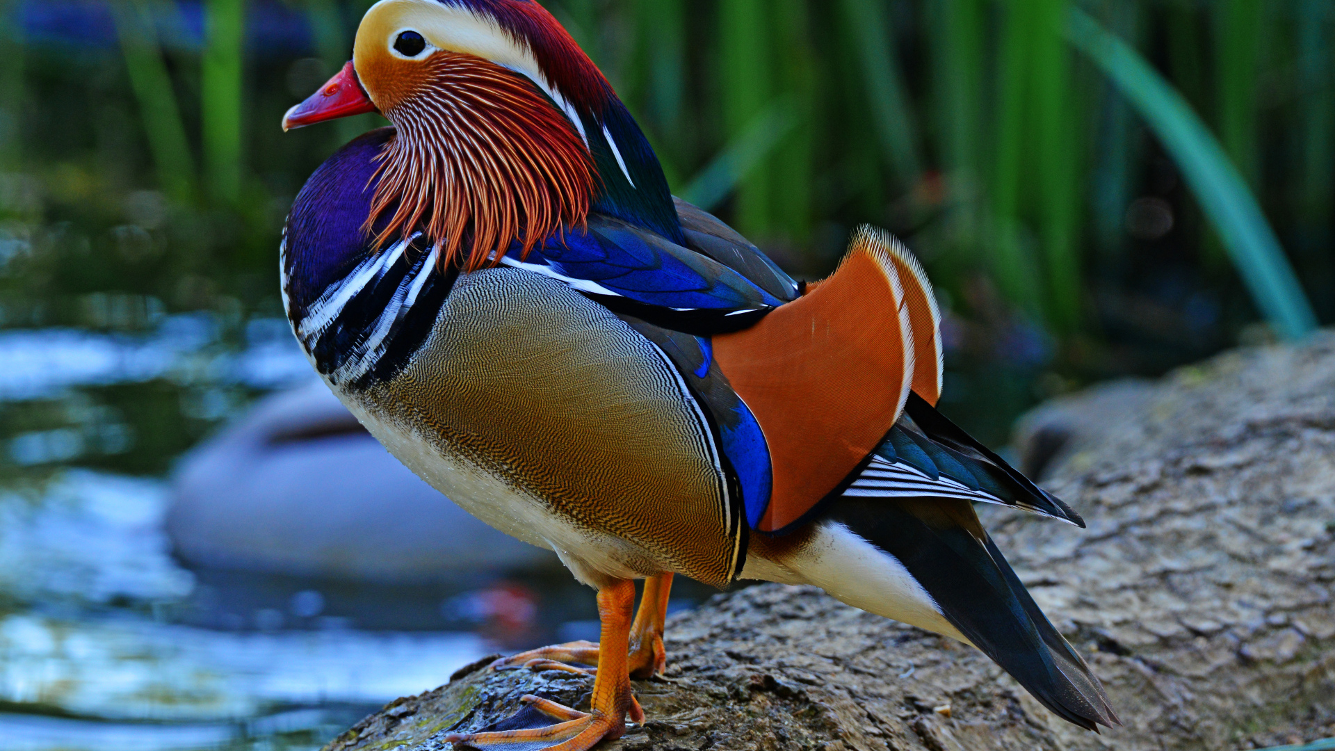 Разноцветная уточка мандаринка сидит на берегу озера