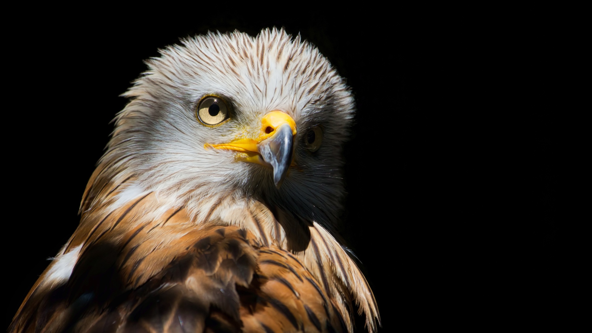 Острый клюв у хищной птицы на черном фоне