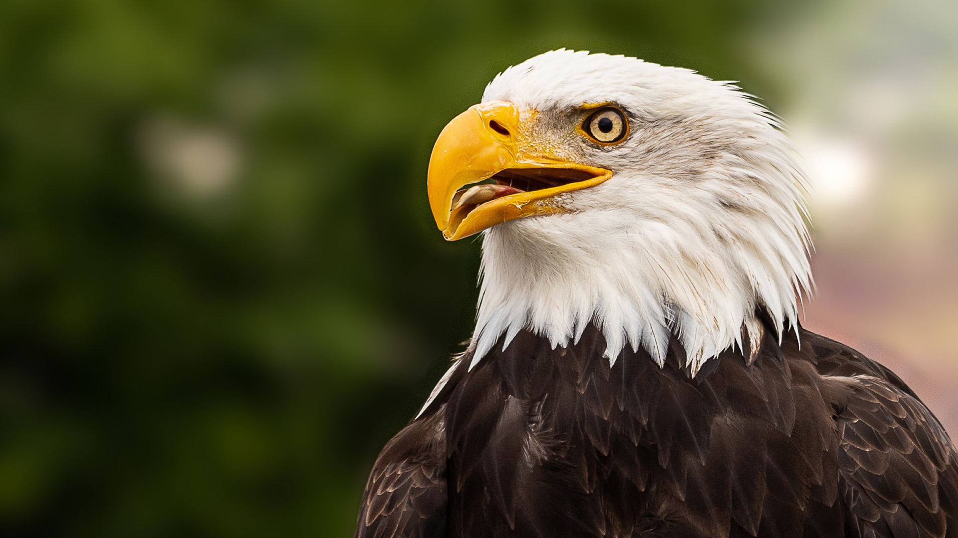 Голова белоголового орлана с открытым клювом 