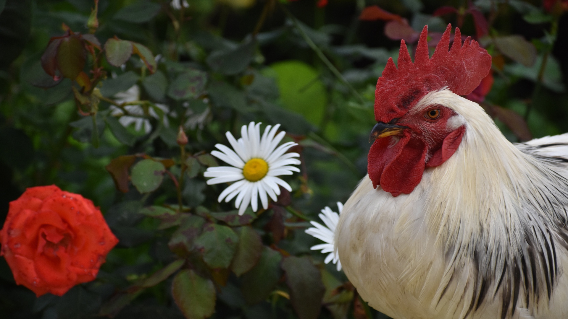 Красивый большой домашний петух на фоне роз