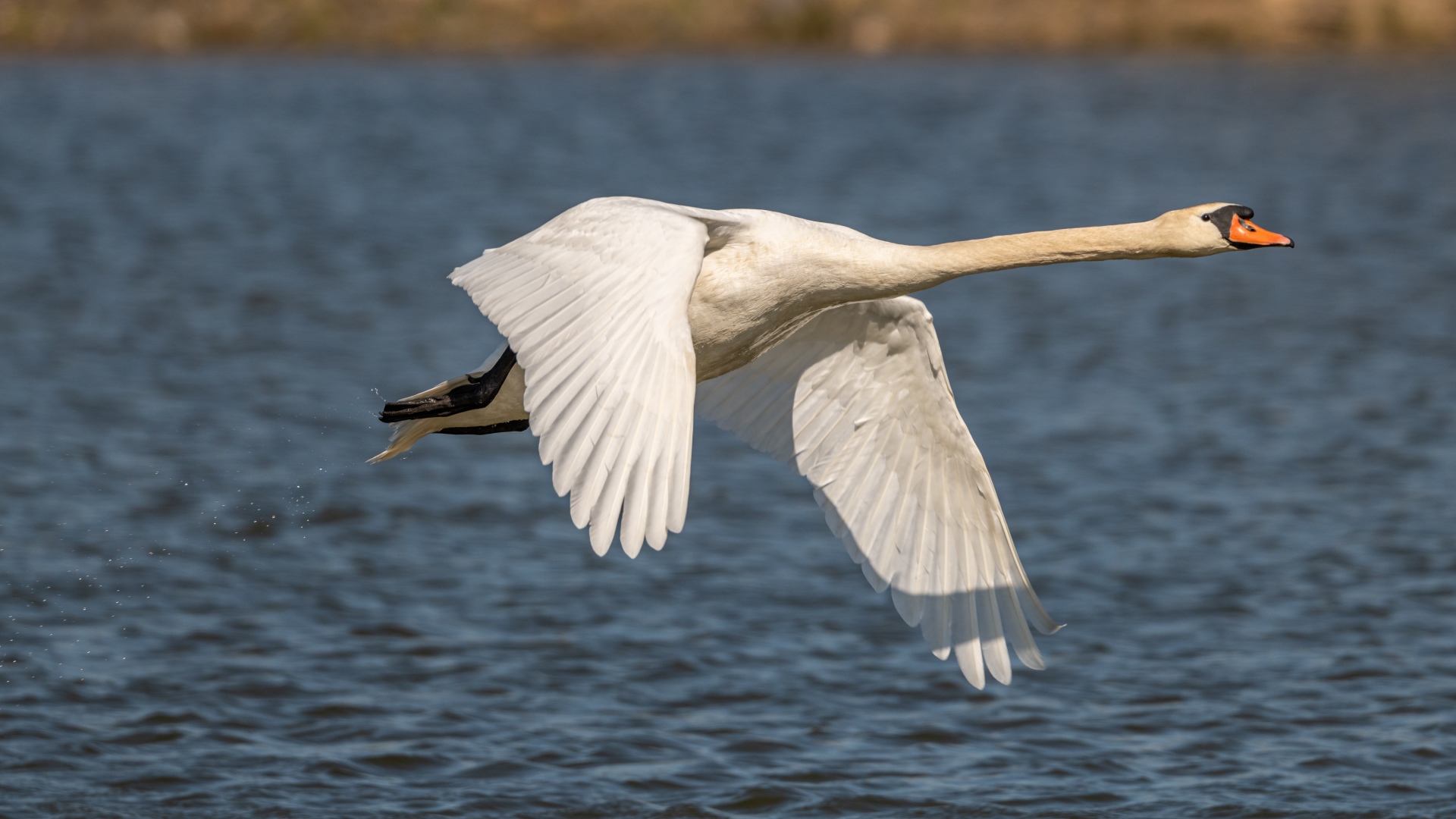 Beautiful white swan flies over the lake