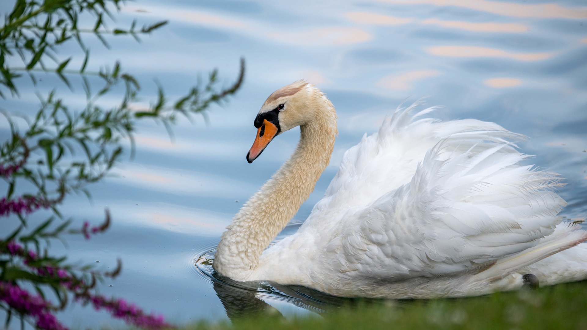 Красивый белый лебедь на берегу пруда 