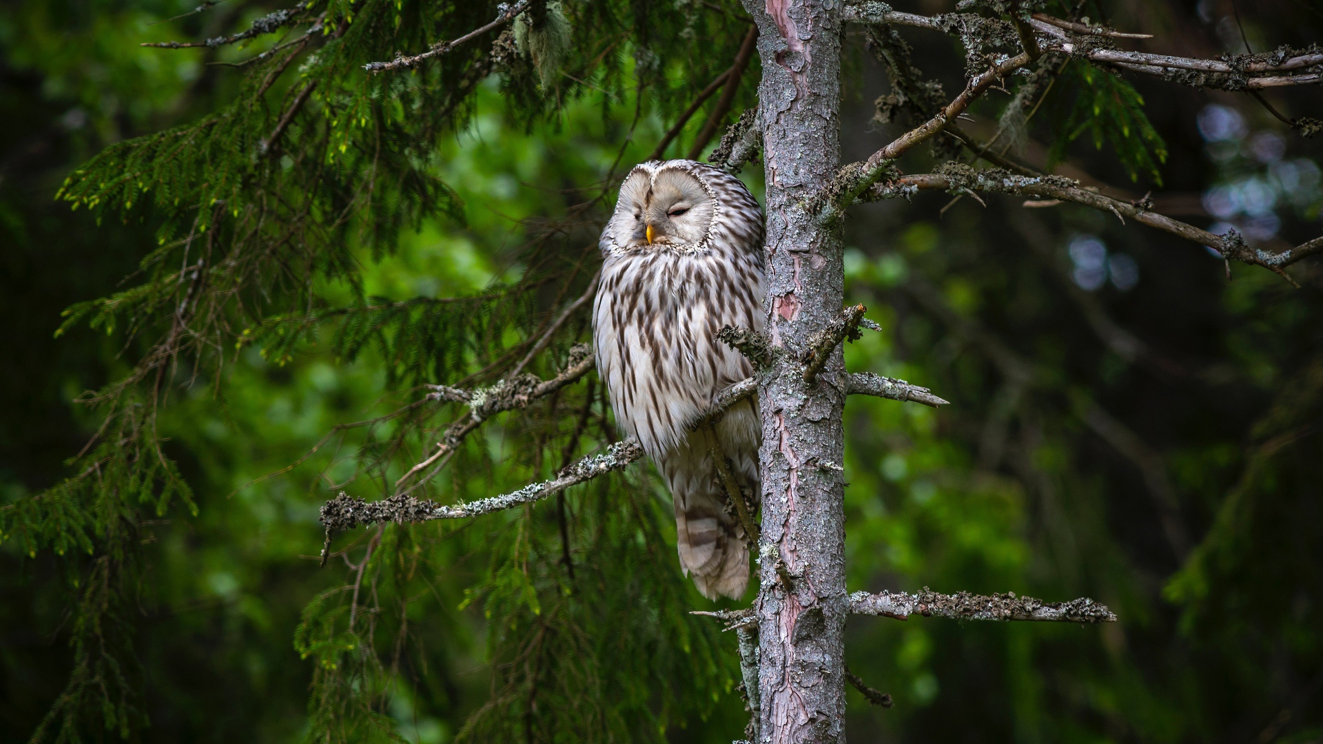 Большая сонная сова на ветке ели