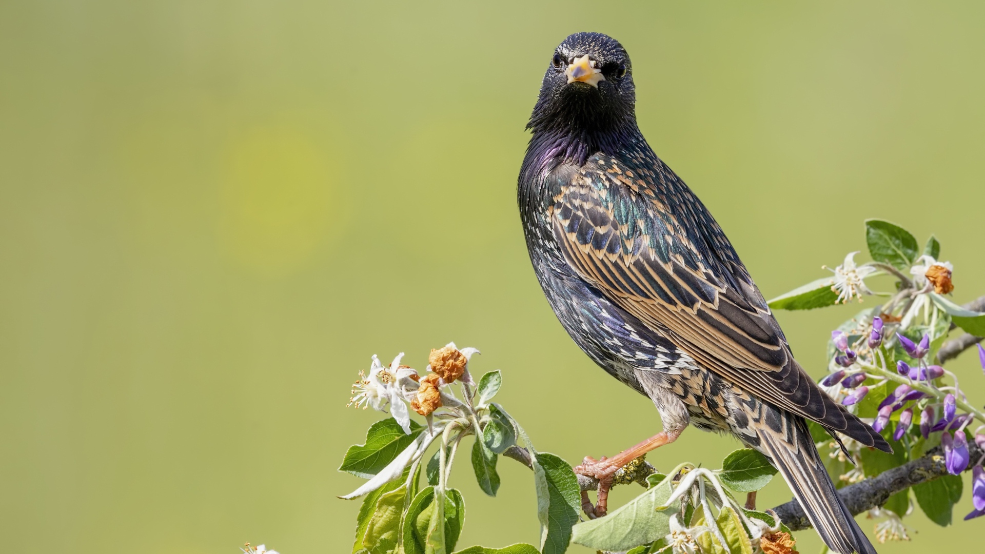 Big starling sits on a tree branch