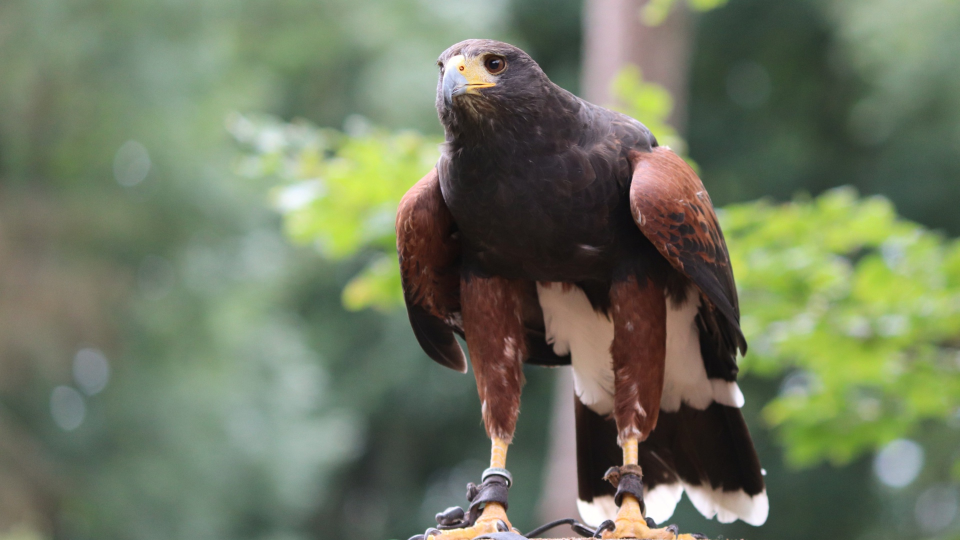 Хищная птица сидит на пне 