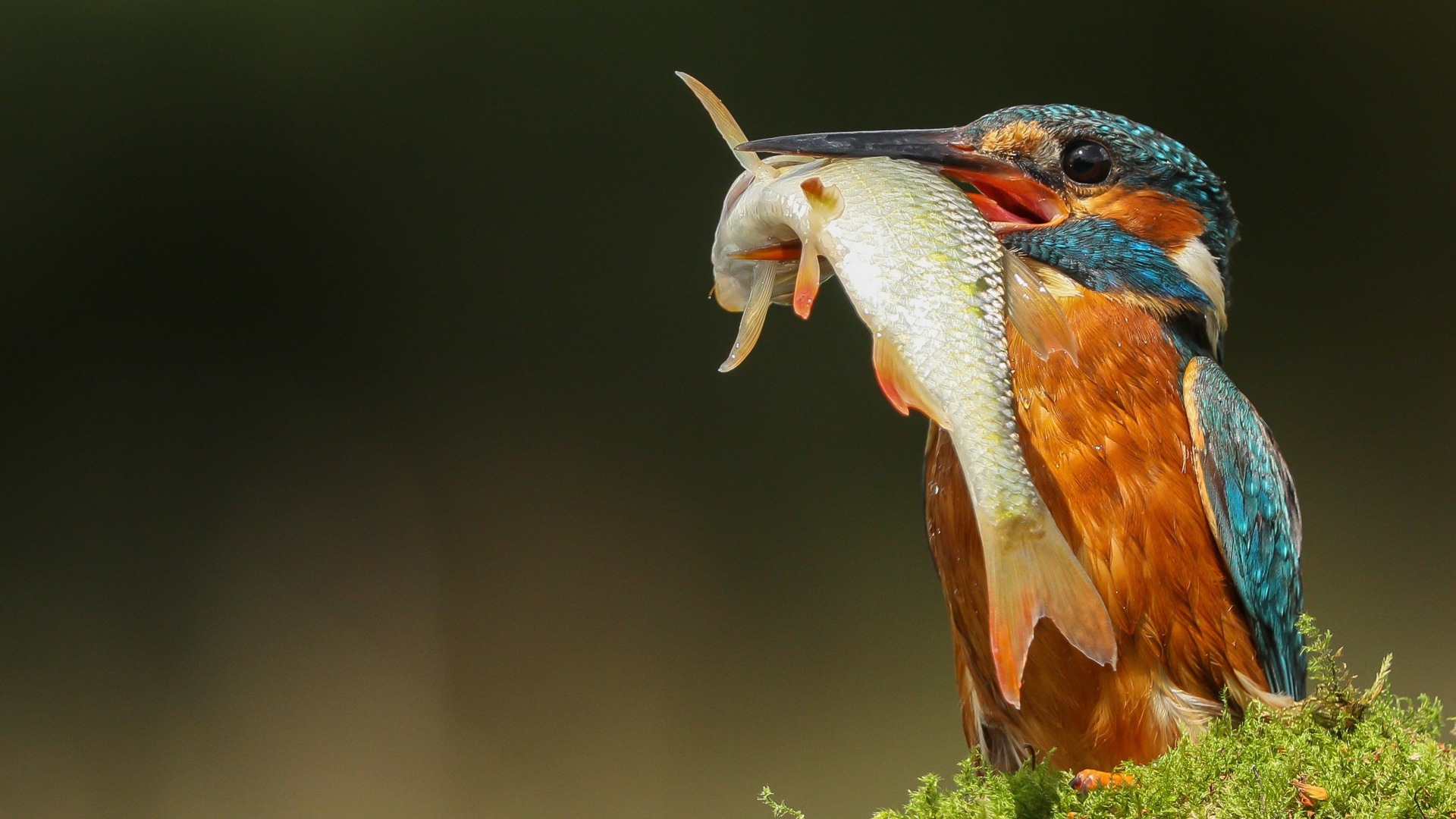 Яркая птица зимородок с рыбой в клюве