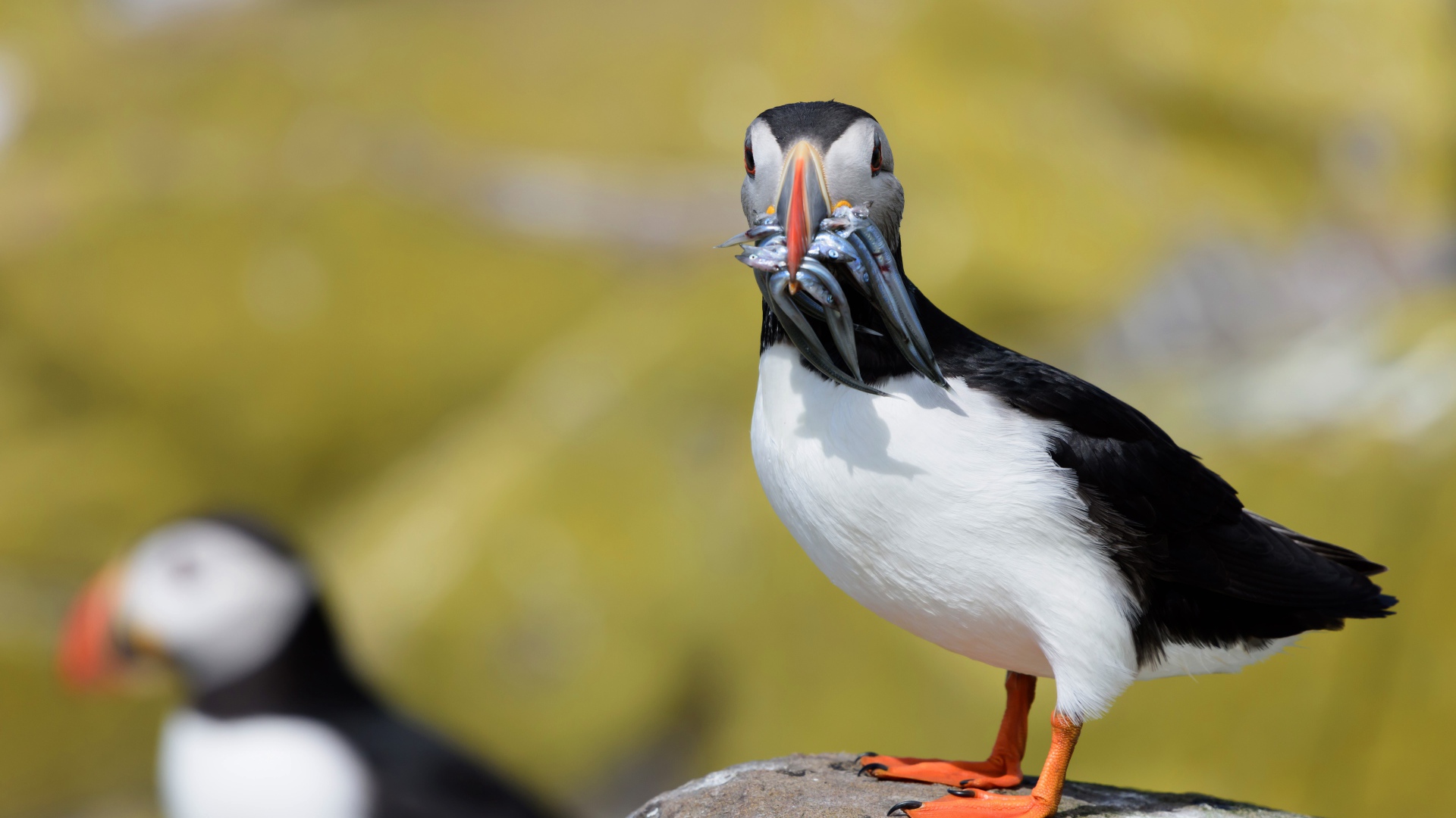 Тупик с рыбой в клюве стоит на камне