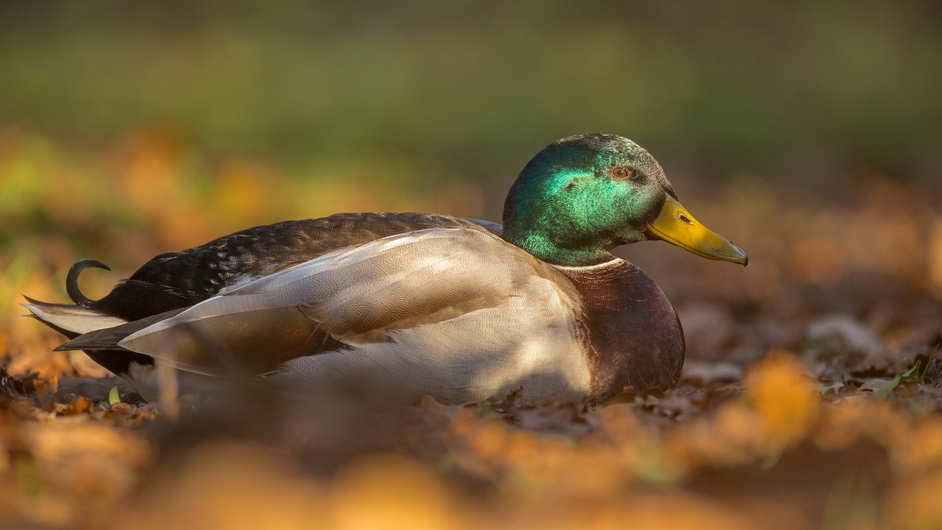 Duck sits on dry foliage
