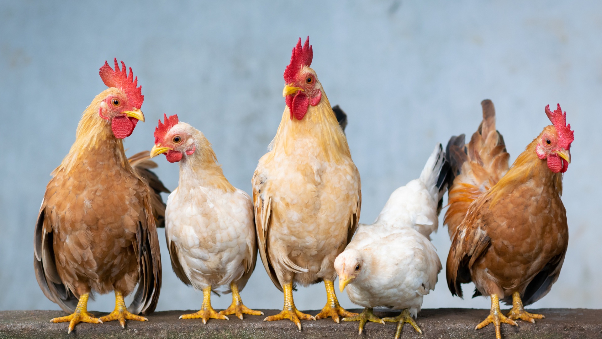 Пять домашних кур крупным планом