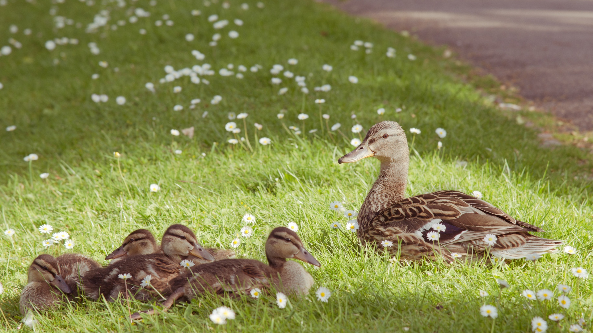 Gray duck with ducklings on the green grass with white daisies