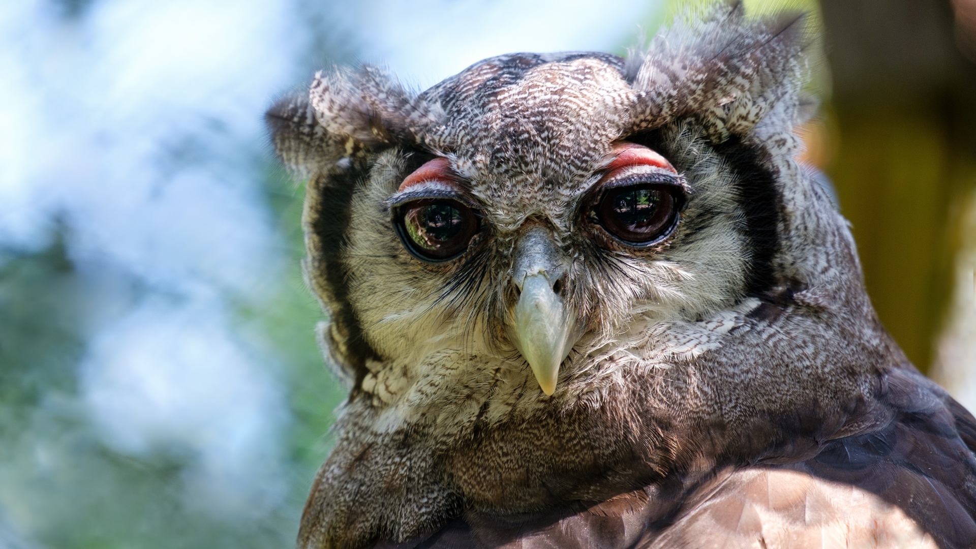 Серая сова с большими глазами
