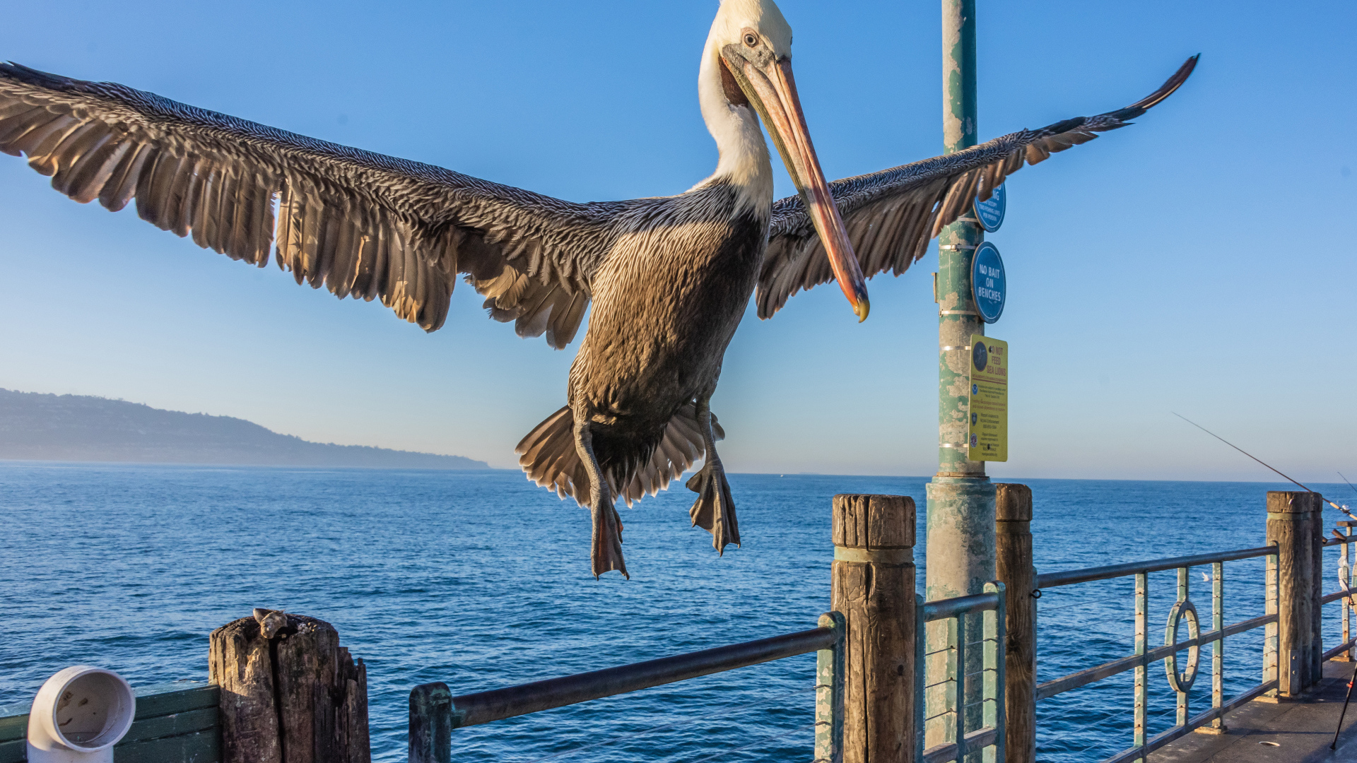 Большой пеликан садится на перила 