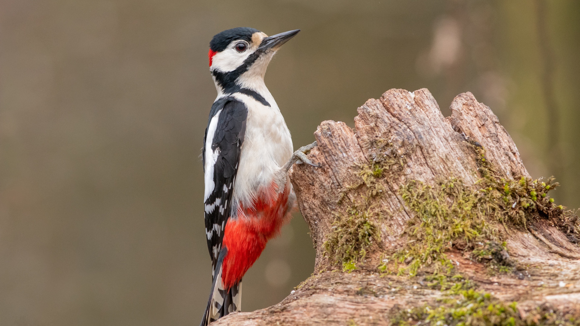 Большой пестрый дятел сидит на сухом дереве 