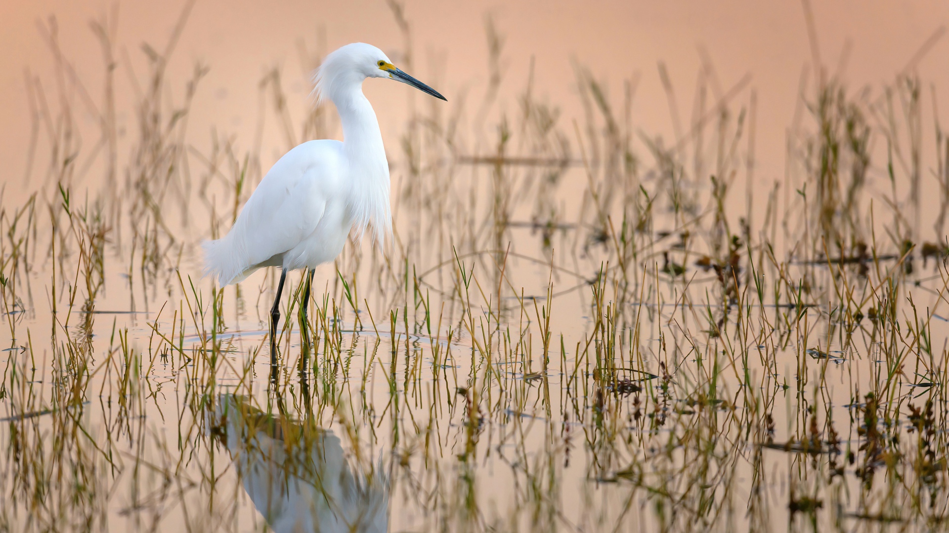 Большая белая цапля в воде на охоте