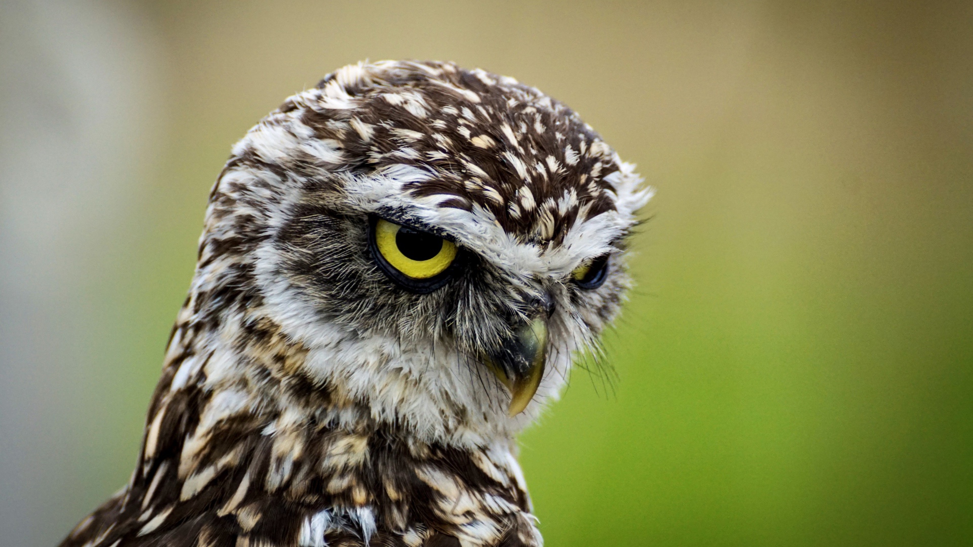 Голова большой совы с желтыми глазами крупным планом