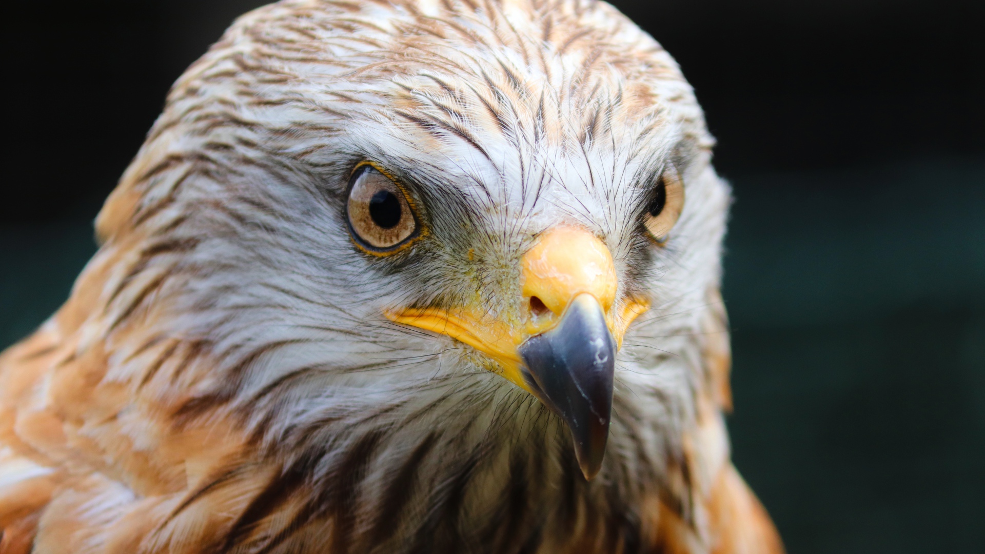 Голова хищного беркута с острым клювом