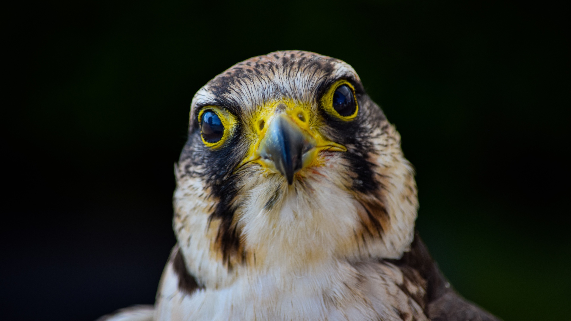 Голова хищного сокола с острым клювом крупным планом