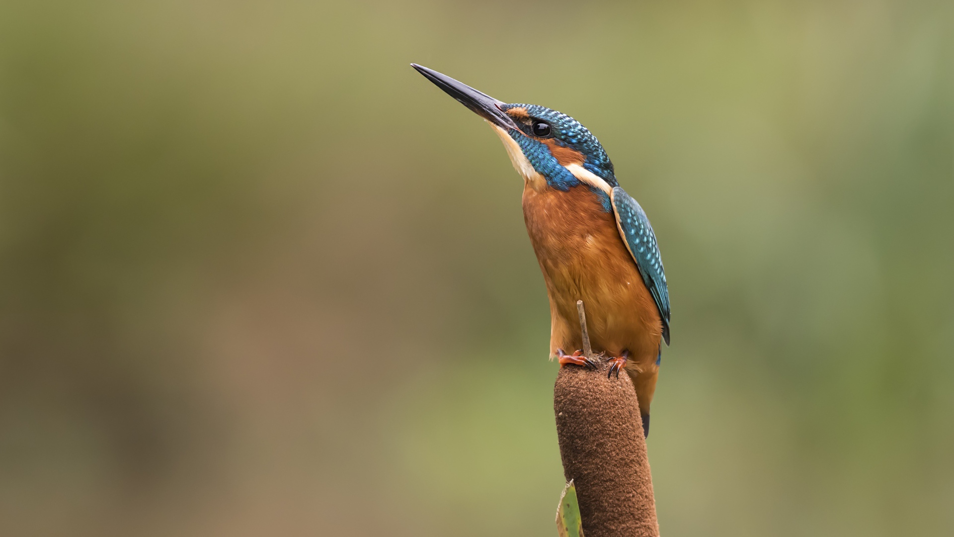 Птица зимородок сидит на камыше