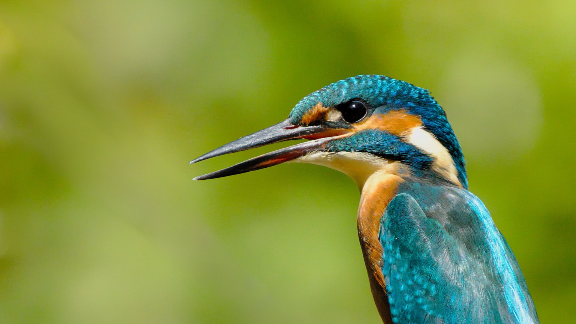 Птица зимородок с открытым клювом на зеленом фоне