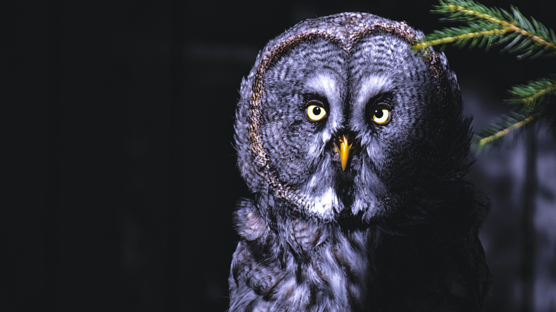 Большая серая сова с желтыми глазами на ветке ночью 