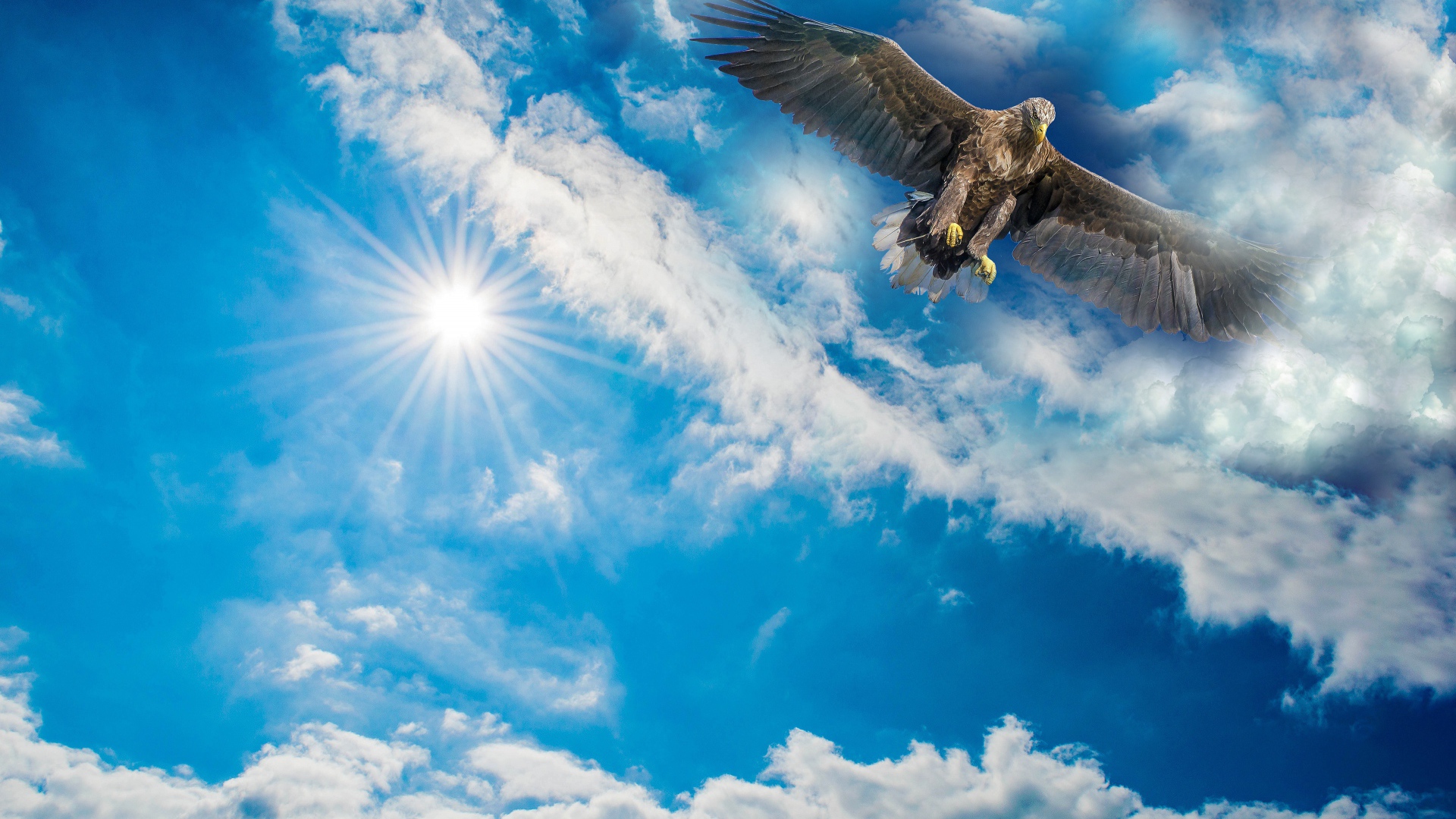 Большой хищный беркут в голубом небе