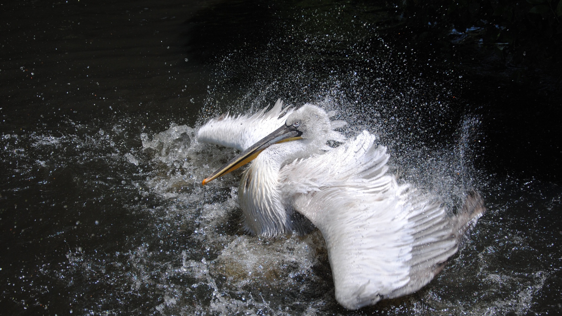 Большой белый пеликан плескается в воде 