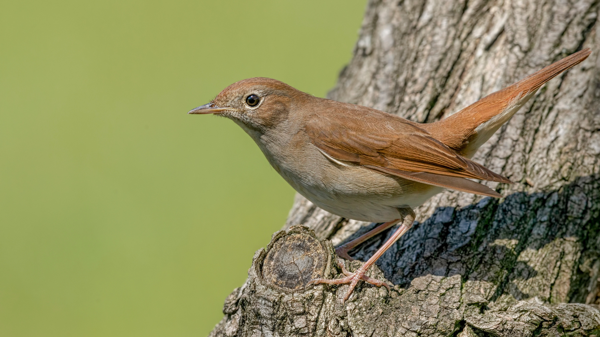 Little nightingale sits on a tree
